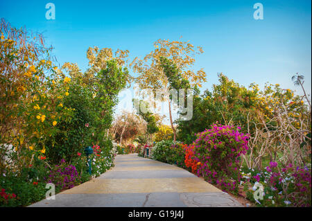 Bogen der lila Blüten im Garten Stockfoto