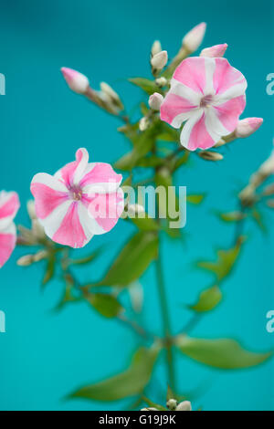 pink Candy gestreift Phlox blüht Stamm - Sprache der Blumen "unsere Seelen sind geeint" Jane Ann Butler Fotografie JABP1456 Stockfoto