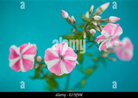 pink Candy gestreift Phlox blüht Stamm - Sprache der Blumen "unsere Seelen sind geeint" Jane Ann Butler Fotografie JABP1457 Stockfoto