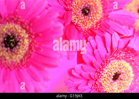 unbeschwerte rosa Gerbera Blüte - positive und blühende Jane Ann Butler Fotografie JABP1450 Stockfoto