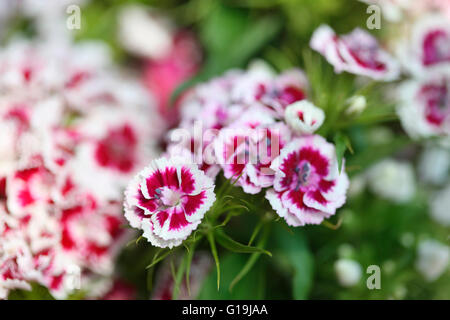 hübsche rote und weiße süße Williams - Sprache der Blumen "Galanterie" "ein Lächeln" Jane Ann Butler Fotografie JABP1448 Stockfoto