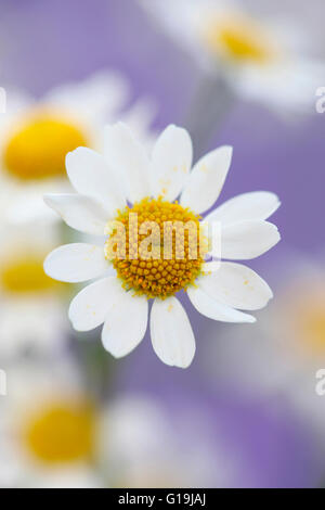 Tanacetum Corymbosum, geruchlos Mutterkraut, charmante gänseblümchenartigen Rainfarn Jane Ann Butler Fotografie JABP1443 Stockfoto