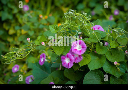 Morning Glory-Blumen Stockfoto