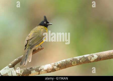 Schwarz-crested Bulbul (Pycnonotus Flaviventris) ist ein Mitglied der Bülbül-Familie der passerine Vögel. Stockfoto