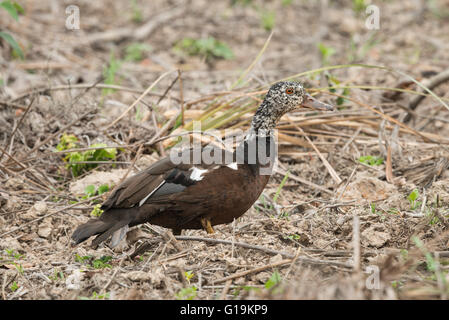 Diese großen, dunklen, Wald-Ente hat weiße Flügel, wenn geöffnet, mit nur kleinen Flecken von weiß sichtbar, wenn die Flügel geschlossen sind. Stockfoto