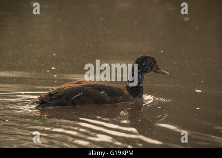 Diese großen, dunklen, Wald-Ente hat weiße Flügel geöffnetem. Stockfoto