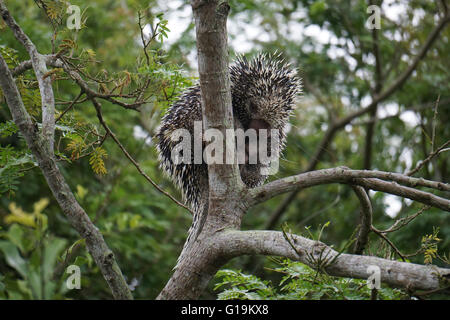 Brasilianisches Stachelschwein (Coendou Prehensilis) auf einem Baum fotografiert in Pampa, Bolivien Stockfoto