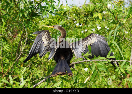 Anhinga trocknet seine Flügel. Fotografiert in der Pampas, Bolivien Stockfoto