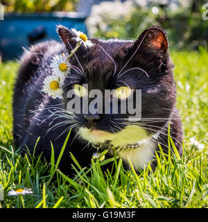 Schwarz / weiß Katze saß in Rasen im Freien mit Blumen-Gänseblümchen am Ohr Stockfoto