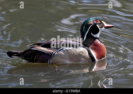 Amerikanische Brautente (Aix Sponsa) männlich Stockfoto