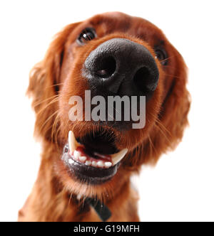 Irish Red Setter Hund, am Spaß Winkel mit Weitwinkel-Objektiv Stockfoto