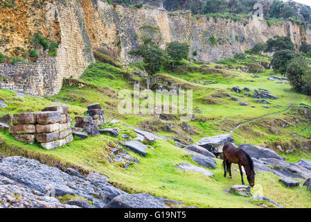 Pferde grasen vor der alten Mauern der Festung Stadt von Kuelap, Peru Stockfoto