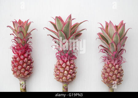 Mini Rosa Ananas Stockfoto