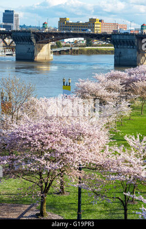 Kirschblüten und Burnside Bridge in der Innenstadt von Portland, Oregon in den Frühling Stockfoto