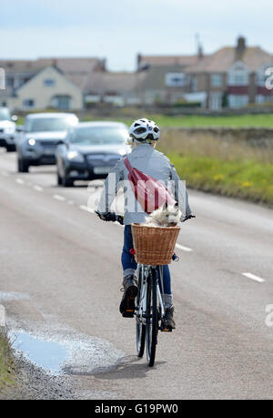 Ein Hundebesitzer löst das Problem des Transports für ihr PET... in einem Korb auf dem Rücken ihres Fahrrades. Stockfoto