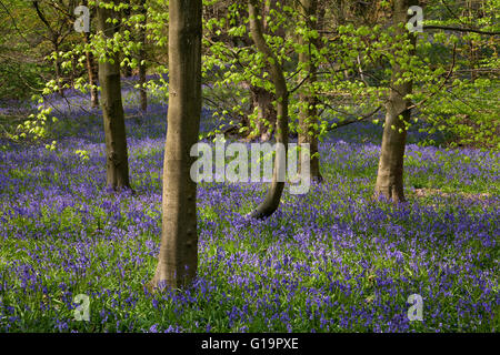 Glockenblumen in Middleton Woods, in der Nähe von Ilkley, Yorkshire, Großbritannien Stockfoto