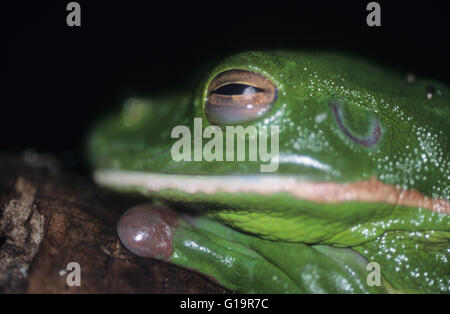 Tierwelt: Grüner Laubfrosch. (Litoria Caerulea). Stockfoto