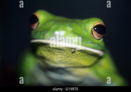 Australien, Tierwelt, einheimische Tiere, Weißlippen-Laubfrosch, Nahaufnahme des Auges. (Litoria Infrafrenata). Auch bekannt als giant Laubfrosch. Stockfoto