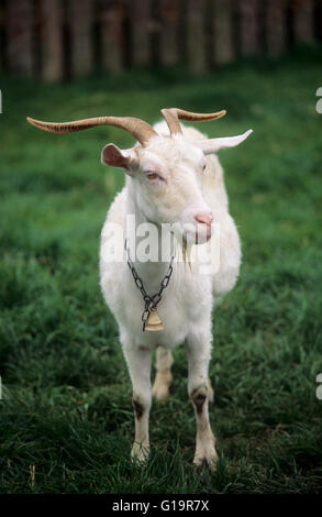 Tierwelt: Weißen Haaren Hausziege mit Glocke. (Capra Aegagrus Hircus) Stockfoto