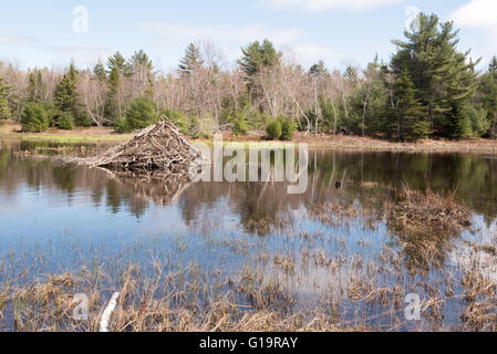 Ein Biber Lodge befindet sich in Bar Harbor, ME. Stockfoto