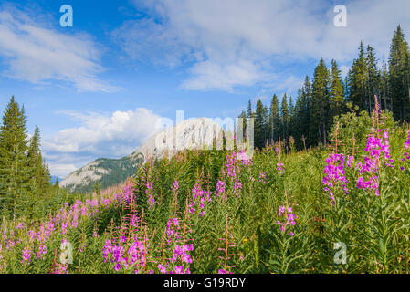 Weidenröschen, Highwood Pass Kananaskis, Alberta, Kanada Stockfoto