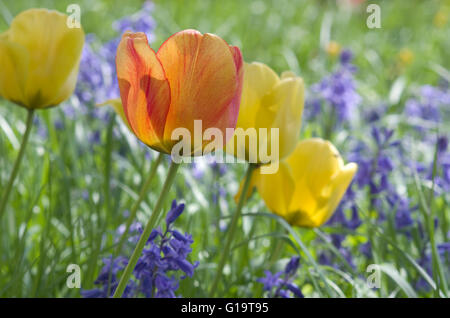 Orange Tulpe mit gelben Tulpen und Bluebell Blumen, Glockenblumen und Tulpen im Frühlingsgarten. Stockfoto