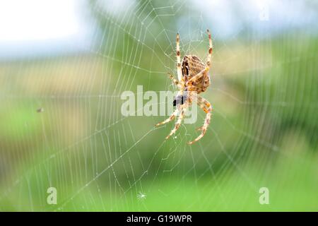 Detailansicht des Europäischen Gartenkreuzspinne bzw. cross-Spinne Araneus Diadematus im Netz Stockfoto