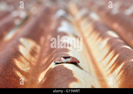 Detailansicht des alten rostigen Metall Wellblech mit rostigen Nagel Stockfoto