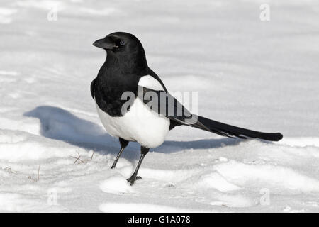 Schwarz-billed Magpie - Pica hudsonia Stockfoto