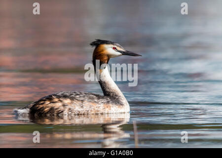 Great crested Haubentaucher (Podiceps Cristatus) Stockfoto