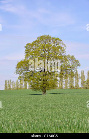 Pedunculate oder englischer Eiche - Quercus Robur - Frühling Stockfoto