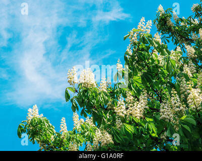 blühende Kastanie in Kiew, Ukraine Stockfoto