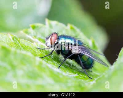 Die gemeinsamen grünen Flasche fliegen (Lucilia Sericata) Stockfoto