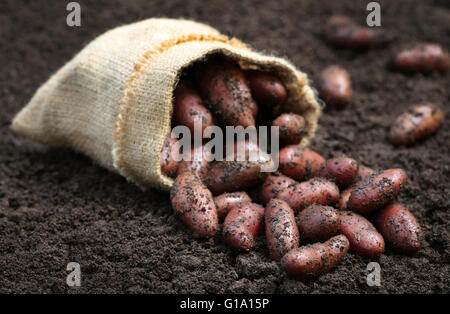 Neu geernteten Kartoffeln im Sack auf Boden Stockfoto