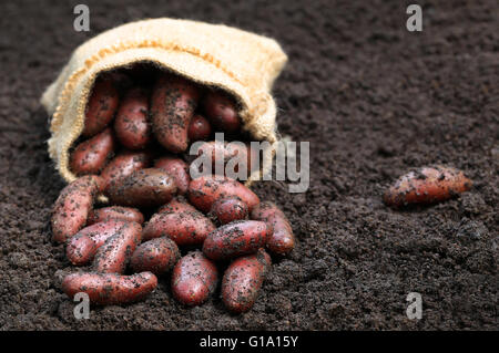 Neu geernteten Kartoffeln im Sack auf Boden Stockfoto