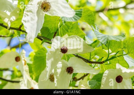 DAVIDIA INVOLUCRATA-TASCHENTUCHBAUM, TASCHENTUCH BAUM, TASCHE TASCHENTUCH BAUM ODER GHOST TREE Stockfoto