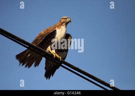 Ein rot - angebundener Falke bereit zu fliegen. Stockfoto