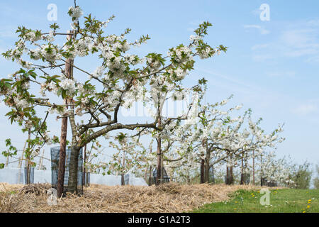 Prunus Avium. Süßkirsche Kordia Baum in voller Blüte in einem Obstgarten bei RHS Wisley Gardens, Surrey, England Stockfoto