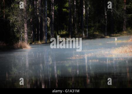 Moor-pool Stockfoto