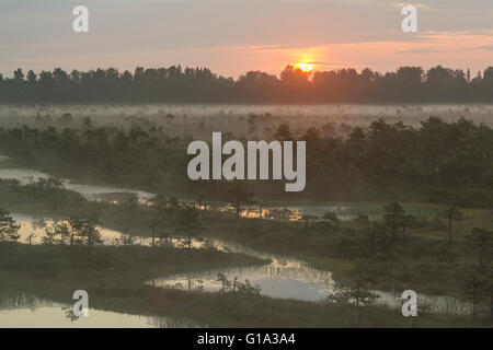 Sonnenaufgang auf dem nebligen Moor in Endla Nature Reserve, Estland Stockfoto