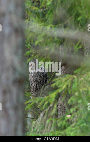 Habichtskauz im Wald Stockfoto