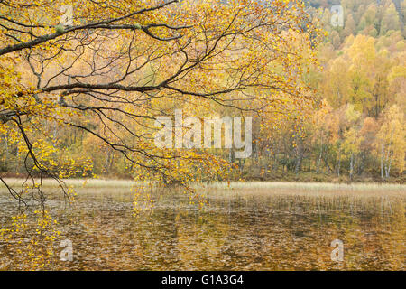 Silver Birch Wald, lateinischen Namen Betula Pendel, zeigt Herbstfarben in Craigellachie National Nature Reserve Stockfoto