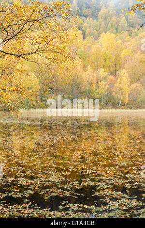 Silver Birch Wald, lateinischen Namen Betula Pendel, zeigt Herbstfarben in Craigellachie National Nature Reserve Stockfoto