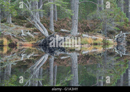 Föhren, lateinischer Name Pinus Sylvestris, Reflexionen in ruhigem Wasser am Loch Mallachie im Cairngorms National Park Stockfoto