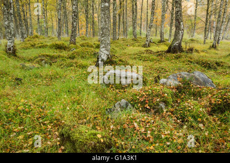 Blätter, Gras und Moos liegend in einer Birke Wald im Herbst Stockfoto