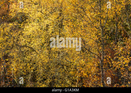 Hinterleuchtete Silber Birken, lateinischer Name Betula Pendel, Fett Herbstfärbung in Glen Affric zeigen Stockfoto