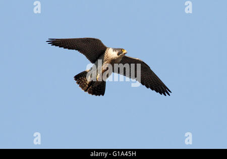 Wanderfalke (Falco peregrinus) Stockfoto