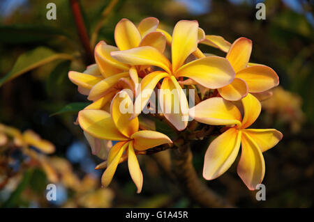 Gelbe Plumeria auf einem Baum im Dorf Chembe, Cape Maclear, Malawi Stockfoto