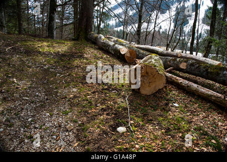 Frisch geschnittenen Sie Baumstämmen aufgestapelt Stockfoto