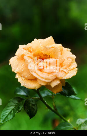 Einen gelben Teerose mit Tropfen auf ihre Blütenblätter im Garten nach Regen, mit Platz für text Stockfoto